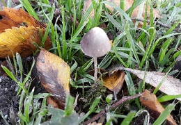 przyroda twk-jesień-05