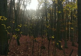 przyroda twk-jesień-08