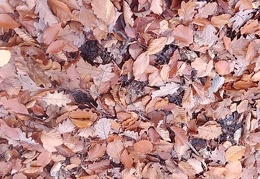 przyroda twk-jesień-10