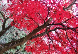 przyroda jesien 2022 twk 16