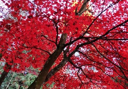 przyroda jesien 2022 twk 17