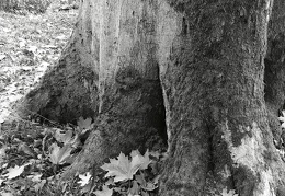 przyroda jesien 2022 twk 20